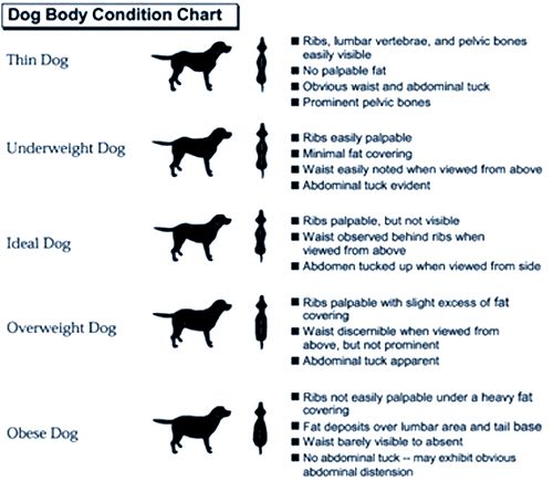 Corgi Puppy Growth Chart